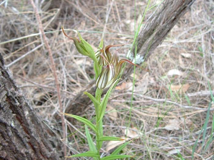 Pterostylis_recurva - orchidaceae_jug.jpg